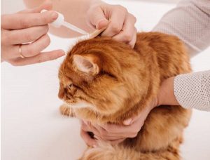 как правильно чистить уши кошке