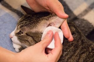 можно ли чистить уши кошке