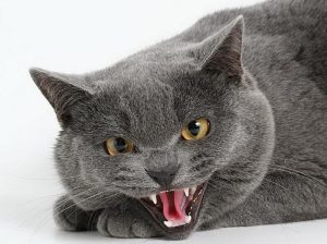 Почему кот проявляет агрессию
