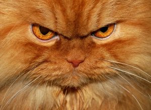 Раздражение и злость у кота