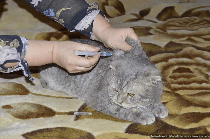 как делать укол в холку кошке