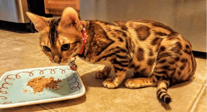 леопардовый котенок