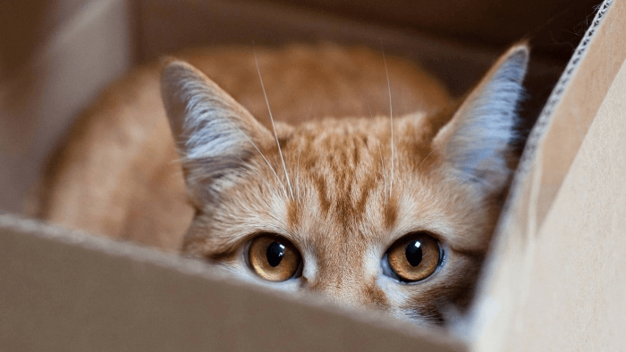 Почему коты любят коробки