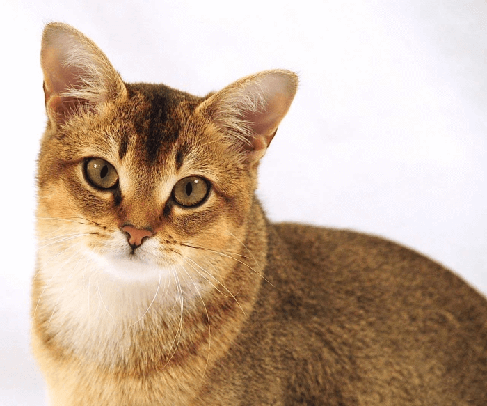 чаузи - самая дорогая кошка в мире