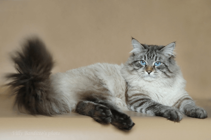 сибирская голубая кошка
