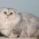 Порода кошек манчкин: описание, характер, особенности