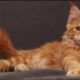 Кошки мейн-кун: особенности ухода, питания, поведения