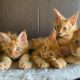 Порода кошек мейн-кун: особенности ухода, питания, поведения